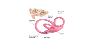 anatomy of the inner ear and it's variations pptx | PPTX