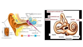 anatomy of the inner ear and it's variations pptx | PPTX