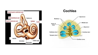 anatomy of the inner ear and it's variations pptx | PPTX