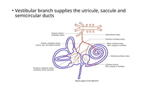 Utricule anatomy of the inner ear and it's variations pptx | PPTX