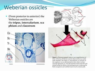 Weberian ossicles
 (From posterior to anterior) the

Weberian ossicles are
the tripus, intercalarium, sca
phium and claustrum

Figure 3. Photomicrograph (taken at 40x magnification) of
three of the four Weberian ossicles dissected from an adult
male zebrafish. The tripus (1), intercalarium (2) and part of
the scaphium (3) are still attached in their chain via interossicular ligaments (4). The fish had been fixed with PFA and
stained using the alizarin red staining process, rendering the
flesh transparent and calcified matrix (such as bone) pink.

 