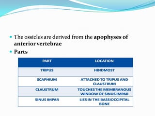  The ossicles are derived from the apophyses of

anterior vertebrae
 Parts

 