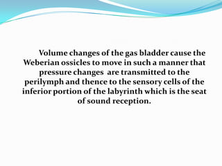 Volume changes of the gas bladder cause the
Weberian ossicles to move in such a manner that
pressure changes are transmitted to the
perilymph and thence to the sensory cells of the
inferior portion of the labyrinth which is the seat
of sound reception.

 