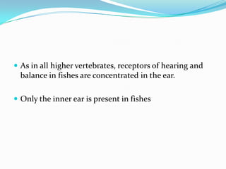  As in all higher vertebrates, receptors of hearing and

balance in fishes are concentrated in the ear.
 Only the inner ear is present in fishes

 