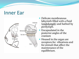 Inner Ear
 Delicate membranous

labyrinth filled with a fluid
(endolymph) and bathed by
perilymph.
 Encapsulated in the
posterior angles of the
cranium
 Housed in the organ are
receptors for vibrations and
for stimuli that affect the
maintenance of the
equilibrium.

 