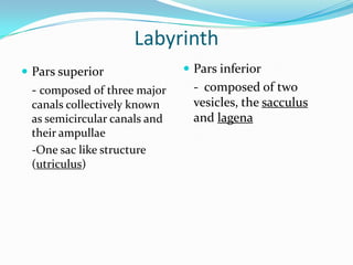 Inner ear and weberian apparatus | PPTX