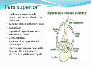 Pars superior
 each semicircular canals

connects at both ends with the
utriculus.
 Lapillus(otolith in the utriculus)
 Ampulla/e
-Spherical expansion of each
semicircular canal
 Cristae staticea
-patches of receptor tissue in
each ampulla
-have longer sensory hairs at the
apices of their sensory cells
covered by a gelatinous cupula

 