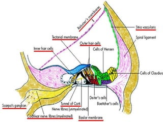 Inner ear physiology of hearing & Theories of hearing | PPTX