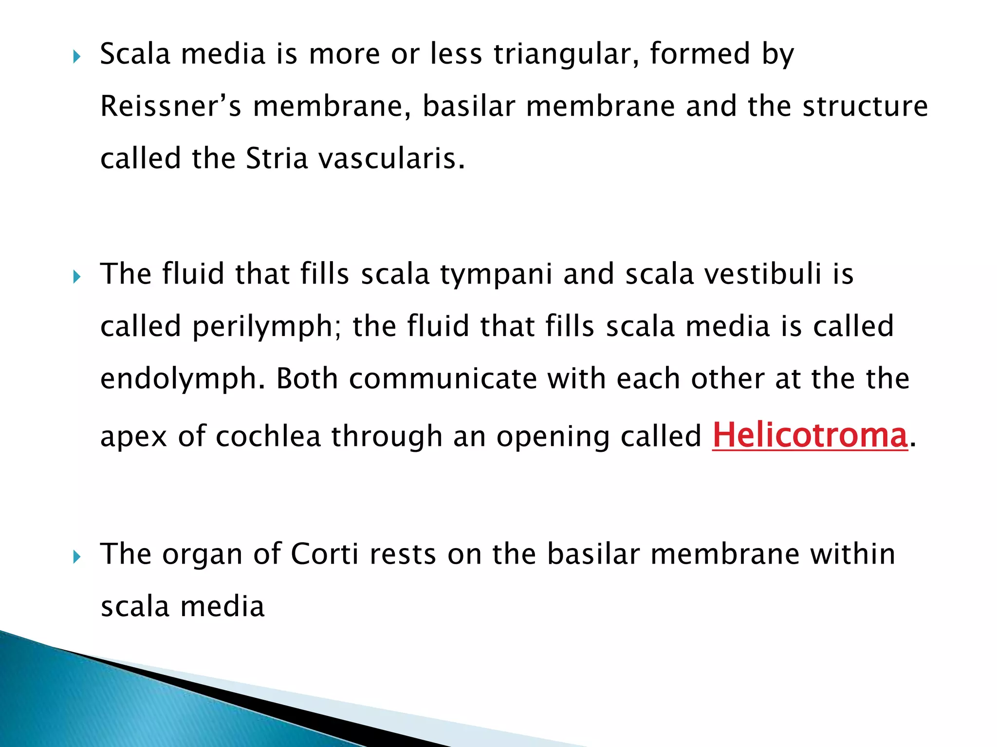  Scala media is more or less triangular, formed by
Reissner’s membrane, basilar membrane and the structure
called the Stria vascularis.
 The fluid that fills scala tympani and scala vestibuli is
called perilymph; the fluid that fills scala media is called
endolymph. Both communicate with each other at the the
apex of cochlea through an opening called Helicotroma.
 The organ of Corti rests on the basilar membrane within
scala media
 