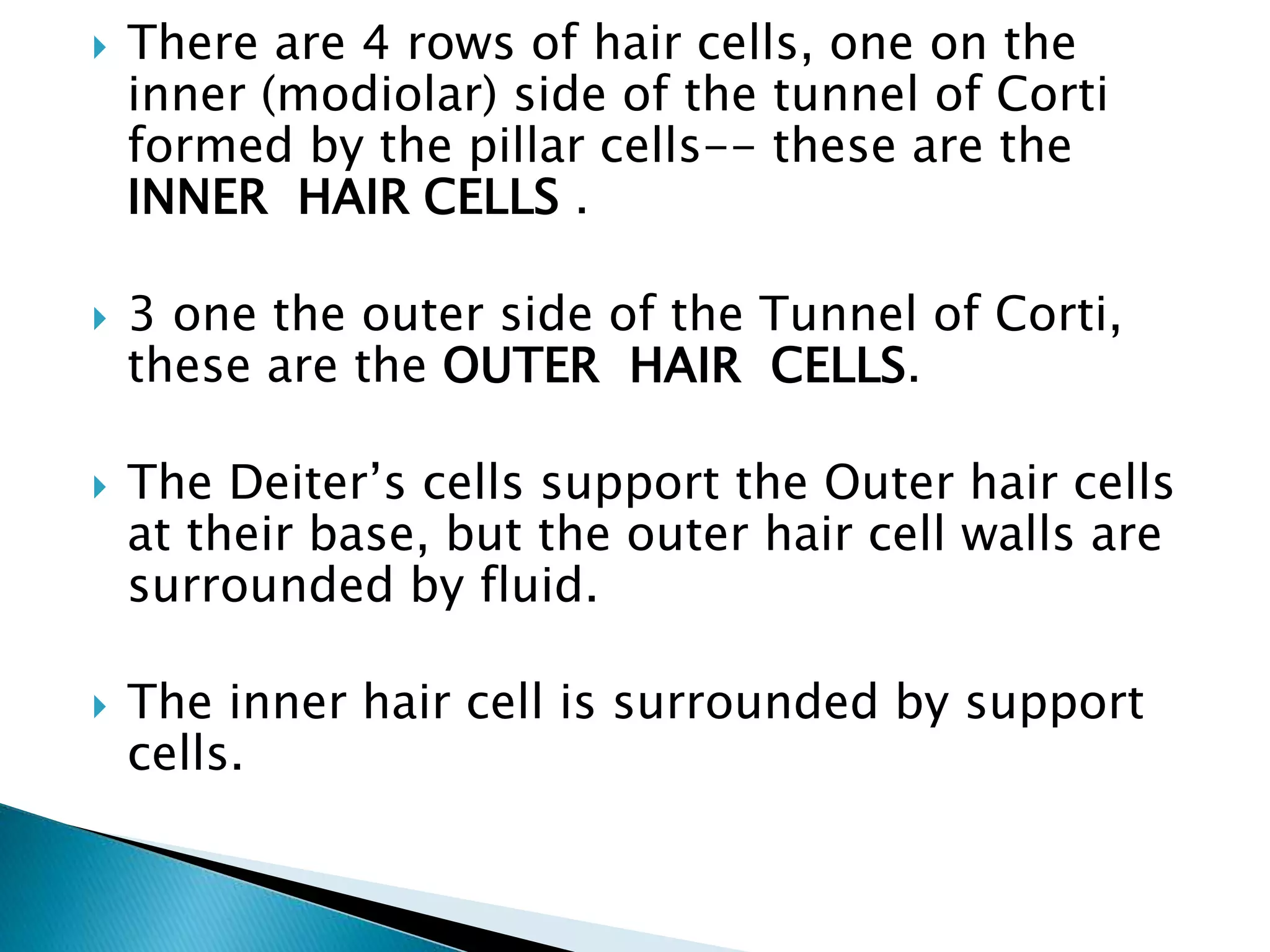  There are 4 rows of hair cells, one on the
inner (modiolar) side of the tunnel of Corti
formed by the pillar cells-- these are the
INNER HAIR CELLS .
 3 one the outer side of the Tunnel of Corti,
these are the OUTER HAIR CELLS.
 The Deiter’s cells support the Outer hair cells
at their base, but the outer hair cell walls are
surrounded by fluid.
 The inner hair cell is surrounded by support
cells.
 