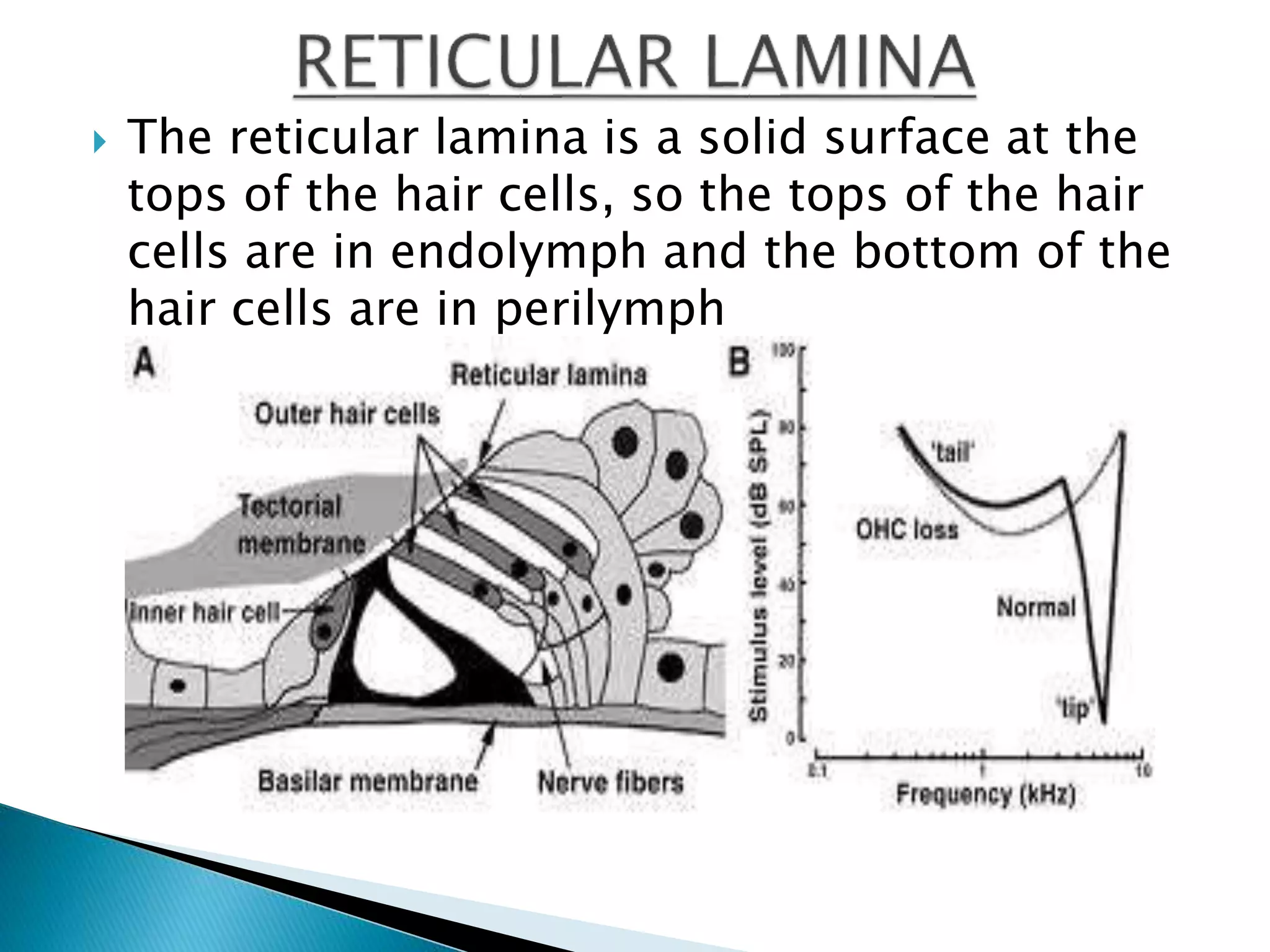 The reticular lamina is a solid surface at the
tops of the hair cells, so the tops of the hair
cells are in endolymph and the bottom of the
hair cells are in perilymph
 