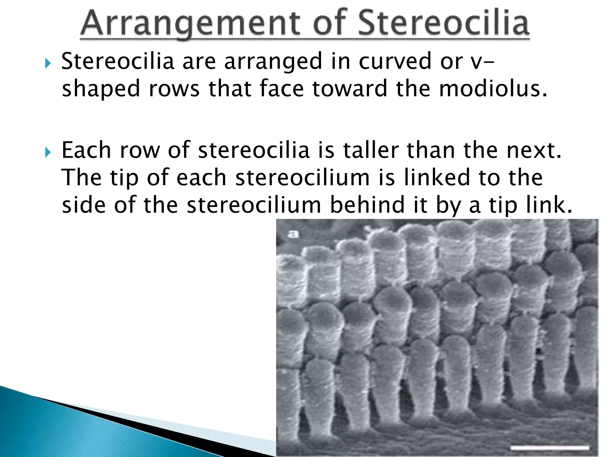  Stereocilia are arranged in curved or v-
shaped rows that face toward the modiolus.
 Each row of stereocilia is taller than the next.
The tip of each stereocilium is linked to the
side of the stereocilium behind it by a tip link.
 