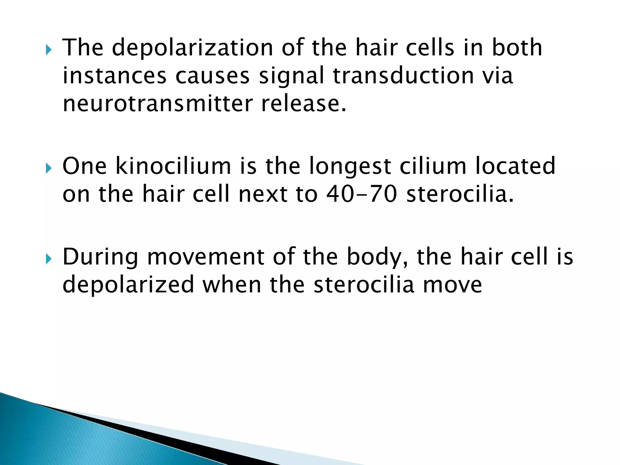  The depolarization of the hair cells in both
instances causes signal transduction via
neurotransmitter release.
 One kinocilium is the longest cilium located
on the hair cell next to 40-70 sterocilia.
 During movement of the body, the hair cell is
depolarized when the sterocilia move
 