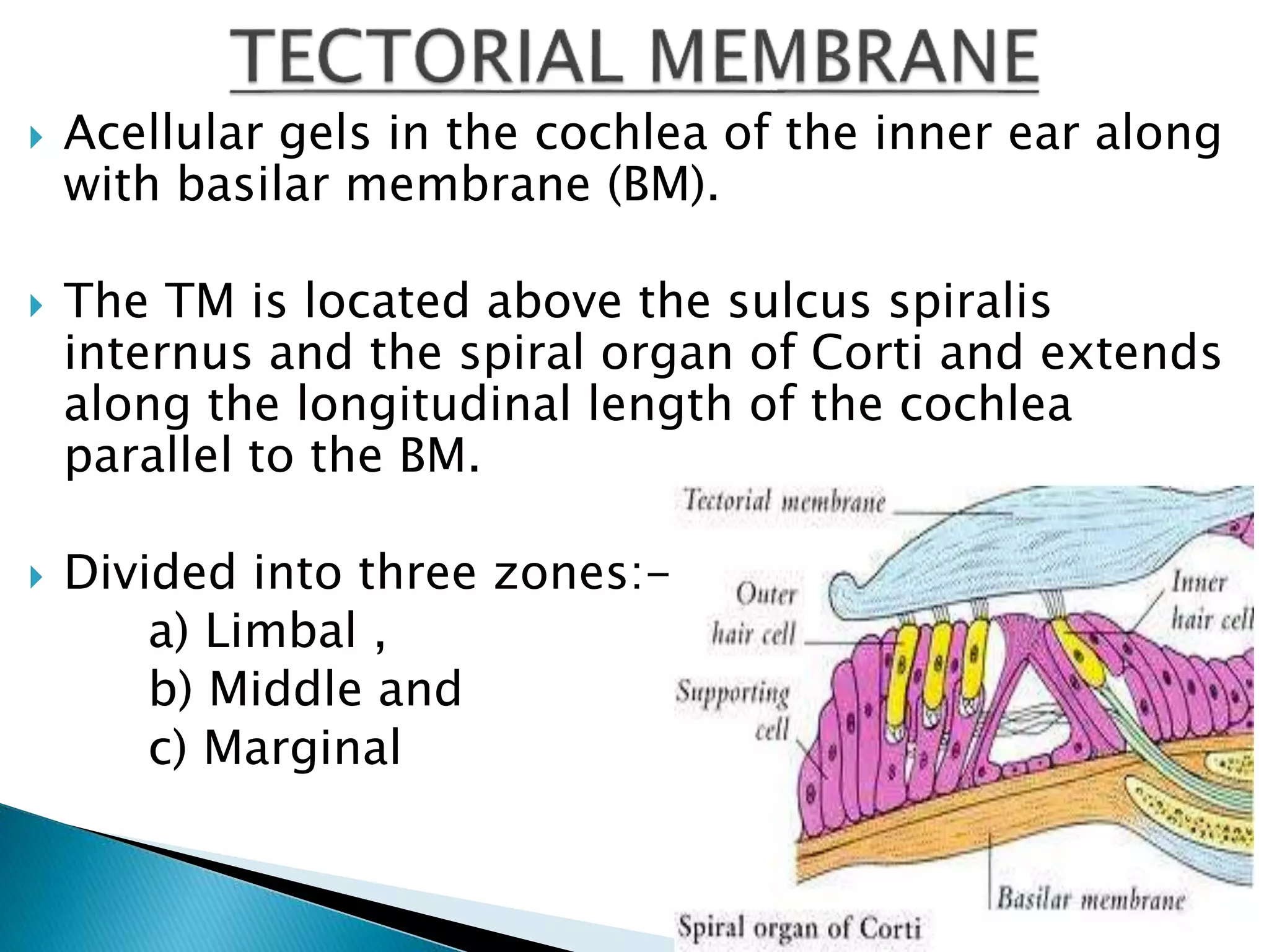  Acellular gels in the cochlea of the inner ear along
with basilar membrane (BM).
 The TM is located above the sulcus spiralis
internus and the spiral organ of Corti and extends
along the longitudinal length of the cochlea
parallel to the BM.
 Divided into three zones:-
a) Limbal ,
b) Middle and
c) Marginal
 