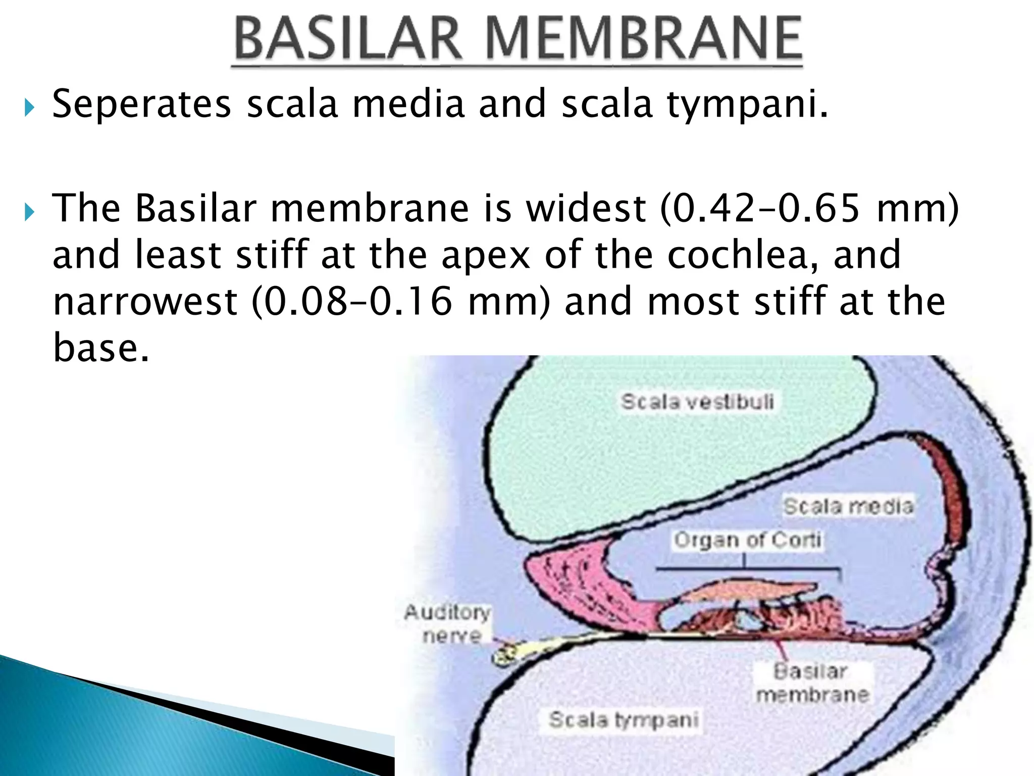  Seperates scala media and scala tympani.
 The Basilar membrane is widest (0.42–0.65 mm)
and least stiff at the apex of the cochlea, and
narrowest (0.08–0.16 mm) and most stiff at the
base.
 