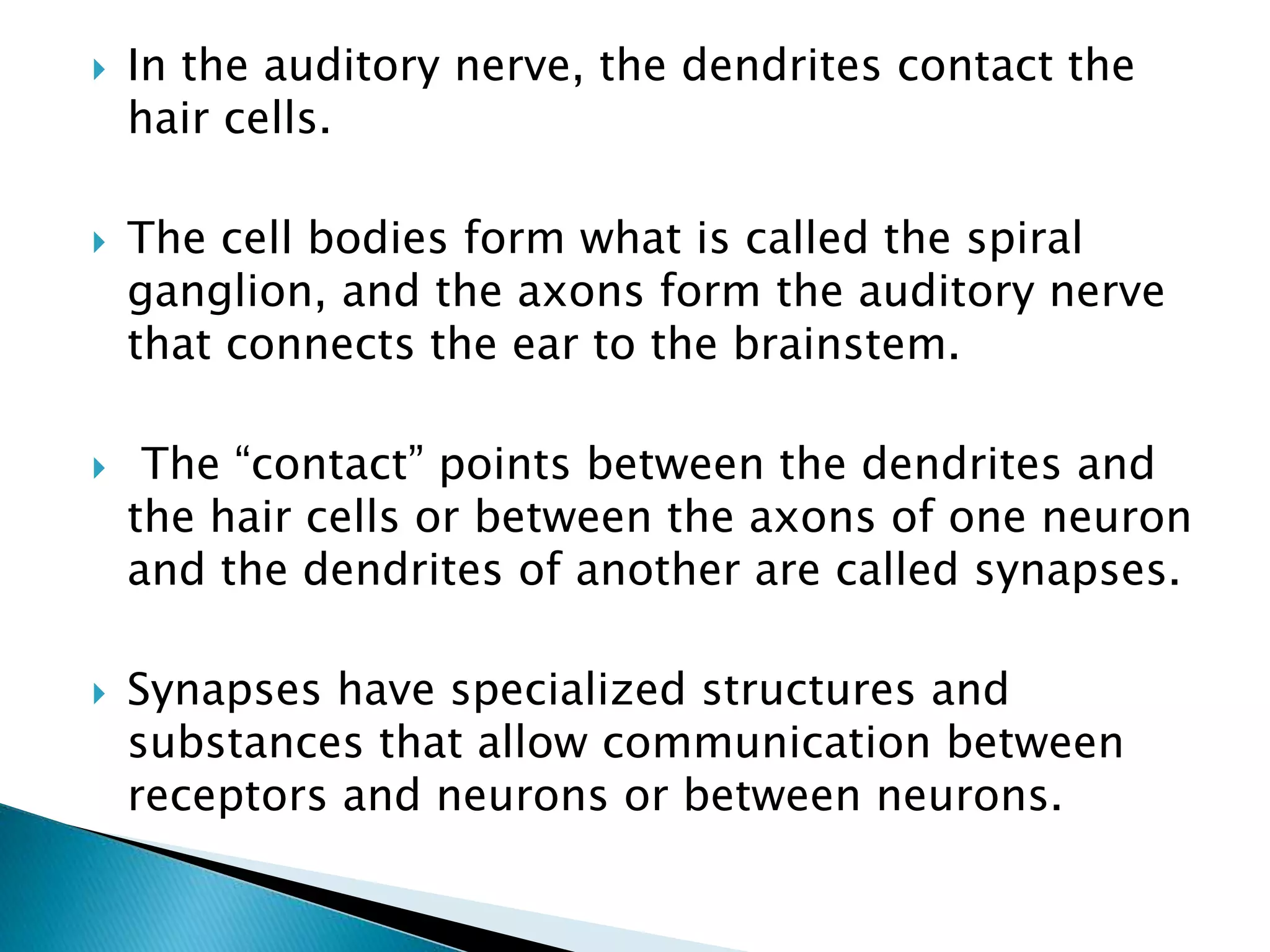  In the auditory nerve, the dendrites contact the
hair cells.
 The cell bodies form what is called the spiral
ganglion, and the axons form the auditory nerve
that connects the ear to the brainstem.
 The “contact” points between the dendrites and
the hair cells or between the axons of one neuron
and the dendrites of another are called synapses.
 Synapses have specialized structures and
substances that allow communication between
receptors and neurons or between neurons.
 