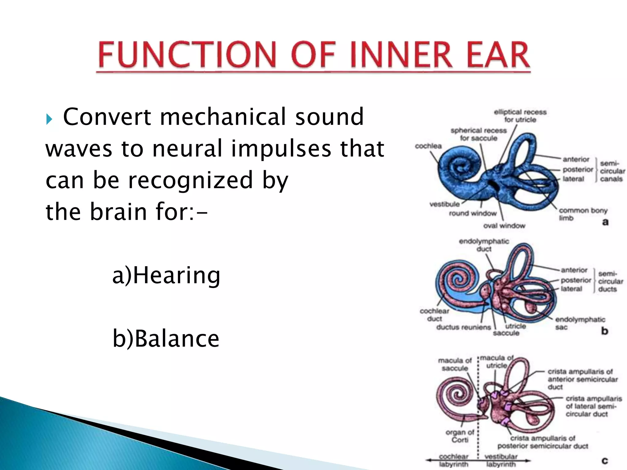  Convert mechanical sound
waves to neural impulses that
can be recognized by
the brain for:-
a)Hearing
b)Balance
 