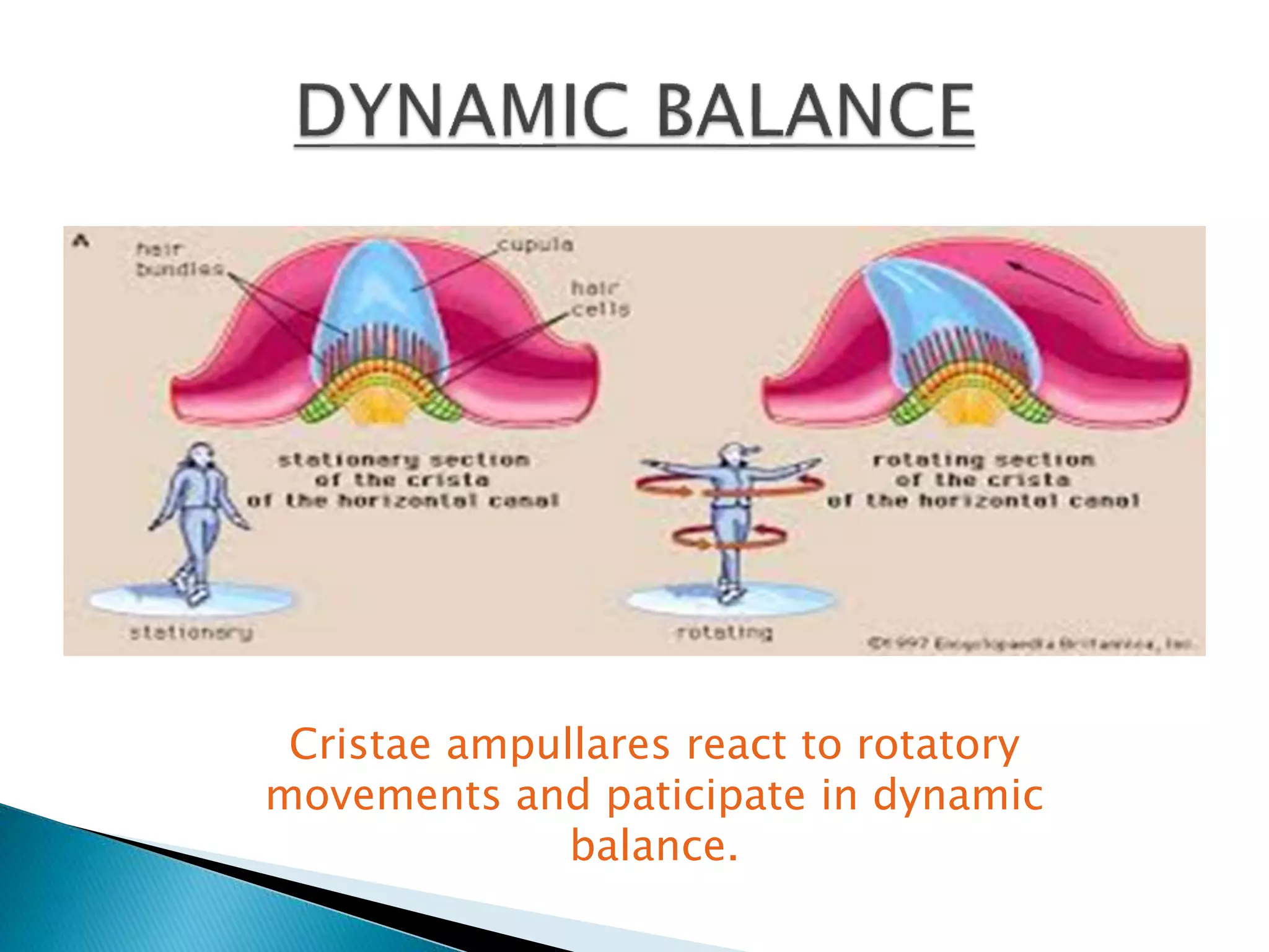 Cristae ampullares react to rotatory
movements and paticipate in dynamic
balance.
 