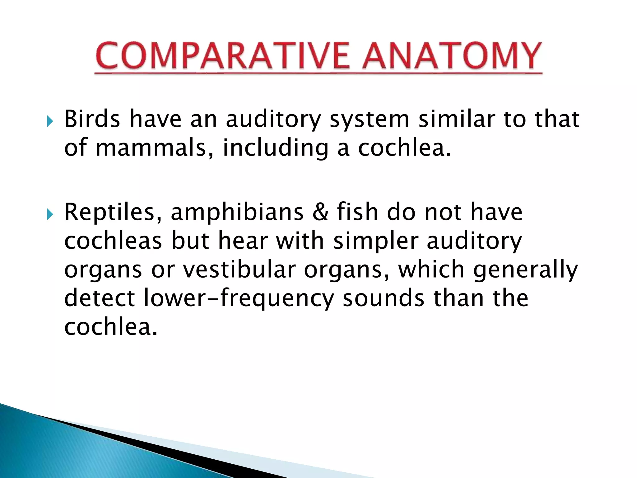  Birds have an auditory system similar to that
of mammals, including a cochlea.
 Reptiles, amphibians & fish do not have
cochleas but hear with simpler auditory
organs or vestibular organs, which generally
detect lower-frequency sounds than the
cochlea.
 