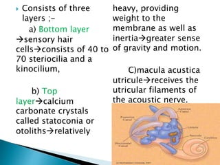 Utricule Anatomy of inner ear by Dr. Aditya Tiwari | PPTX