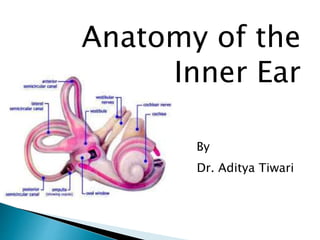 Anatomy of the
Inner Ear
By
Dr. Aditya Tiwari
 