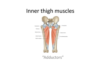 Inner thigh muscles
“Adductors”
 