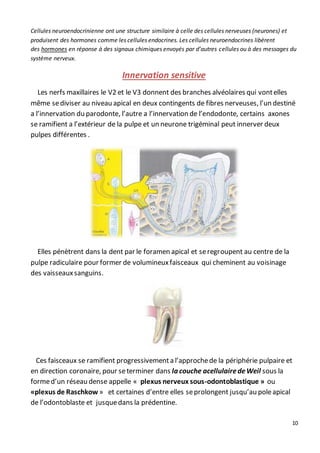 10
Cellules neuroendocrinienne ont une structure similaire à celle des cellules nerveuses (neurones) et
produisent des hormones comme les cellules endocrines. Les cellules neuroendocrines libèrent
des hormones en réponse à des signaux chimiques envoyés par d’autres cellules ou à des messages du
système nerveux.
Innervation sensitive
Les nerfs maxillaires le V2 et le V3 donnent des branches alvéolaires qui vontelles
même sediviser au niveau apical en deux contingents de fibres nerveuses, l’un destiné
a l’innervation du parodonte, l’autre a l’innervation de l’endodonte, certains axones
se ramifient a l’extérieur de la pulpe et un neurone trigéminal peut innerver deux
pulpes différentes .
Elles pénètrent dans la dent par le foramen apical et seregroupent au centre de la
pulpe radiculaire pour former de volumineuxfaisceaux qui cheminent au voisinage
des vaisseauxsanguins.
Ces faisceaux se ramifient progressivementa l’approchede la périphérie pulpaire et
en direction coronaire, pour seterminer dans la couche acellulairedeWeil sous la
formed’un réseau dense appelle « plexus nerveux sous-odontoblastique » ou
«plexus de Raschkow » et certaines d’entre elles seprolongent jusqu’au poleapical
de l’odontoblaste et jusquedans la prédentine.
 