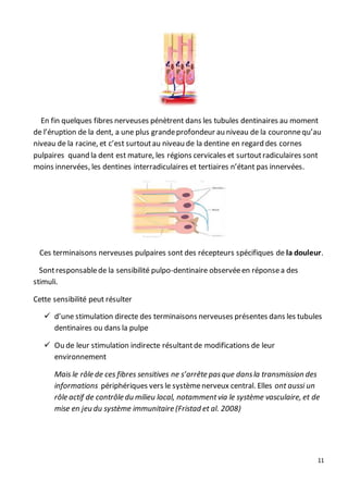 11
En fin quelques fibres nerveuses pénètrent dans les tubules dentinaires au moment
de l’éruption de la dent, a une plus grandeprofondeur au niveau de la couronnequ’au
niveau de la racine, et c’est surtoutau niveau de la dentine en regard des cornes
pulpaires quand la dent est mature, les régions cervicales et surtoutradiculaires sont
moins innervées, les dentines interradiculaires et tertiaires n’étant pas innervées.
Ces terminaisons nerveuses pulpaires sont des récepteurs spécifiques de la douleur.
Sontresponsablede la sensibilité pulpo-dentinaire observéeen réponsea des
stimuli.
Cette sensibilité peut résulter
 d’une stimulation directe des terminaisons nerveuses présentes dans les tubules
dentinaires ou dans la pulpe
 Ou de leur stimulation indirecte résultantde modifications de leur
environnement
Mais le rôle de ces fibres sensitives ne s’arrête pasque dansla transmission des
informations périphériques vers le systèmenerveux central. Elles ont aussi un
rôle actif de contrôle du milieu local, notammentvia le système vasculaire, et de
mise en jeu du système immunitaire (Fristad et al. 2008)
 