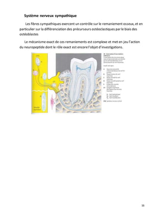 16
Système nerveux sympathique
Les fibres sympathiques exercent un contrôle sur le remaniement osseux, et en
particulier sur la différenciation des précurseurs ostéoclastiques par le biais des
ostéoblastes
Le mécanisme exact de ces remaniements est complexe et met en jeu l’action
du neuropeptide dont le rôle exact est encorel’objet d’investigations.
 