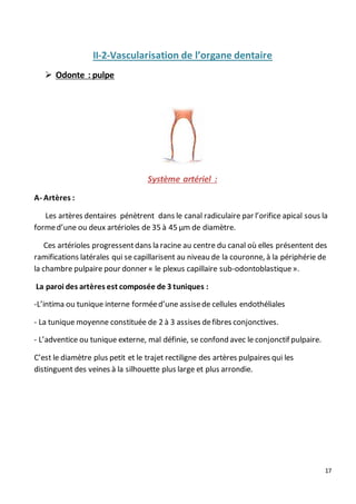 17
II-2-Vascularisation de l’organe dentaire
 Odonte : pulpe
Système artériel :
A- Artères :
Les artères dentaires pénètrent dans le canal radiculaire par l’orifice apical sous la
formed’une ou deux artérioles de 35 à 45 µm de diamètre.
Ces artérioles progressentdans la racine au centre du canal où elles présentent des
ramifications latérales qui se capillarisent au niveau de la couronne, à la périphérie de
la chambre pulpaire pour donner « le plexus capillaire sub-odontoblastique».
La paroi des artères est composée de 3 tuniques :
-L’intima ou tunique interne forméed’une assisede cellules endothéliales
- La tunique moyenne constituée de 2 à 3 assises defibres conjonctives.
- L’adventice ou tunique externe, mal définie, se confond avec le conjonctif pulpaire.
C’est le diamètre plus petit et le trajet rectiligne des artères pulpaires qui les
distinguent des veines à la silhouette plus large et plus arrondie.
 