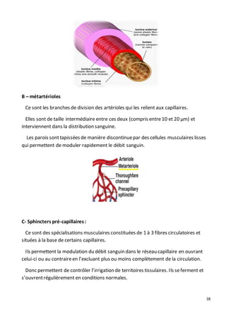 18
B – métartérioles
Ce sont les branches de division des artérioles qui les relient aux capillaires.
Elles sont de taille intermédiaire entre ces deux (compris entre10 et 20 µm) et
interviennent dans la distribution sanguine.
Les parois sonttapissées de manière discontinuepar des cellules musculaires lisses
qui permettent de moduler rapidement le débit sanguin.
C- Sphincters pré-capillaires:
Ce sont des spécialisations musculaires constituées de 1 à 3 fibres circulatoires et
situées à la base de certains capillaires.
Ils permettent la modulation du débit sanguin dans le réseau capillaire en ouvrant
celui-ci ou au contraireen l’excluant plus ou moins complètement de la circulation.
Donc permettent de contrôler l’irrigation de territoires tissulaires. Ils seferment et
s’ouvrentrégulièrement en conditions normales.
 