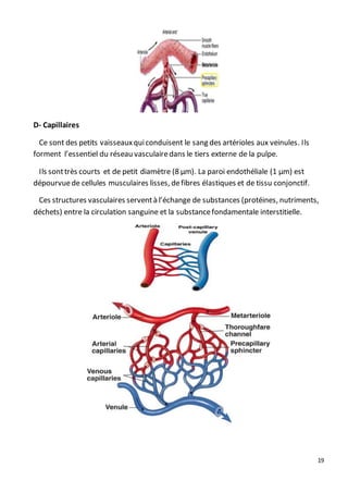 19
D- Capillaires
Ce sont des petits vaisseauxquiconduisent le sang des artérioles aux veinules. Ils
forment l’essentiel du réseau vasculairedans le tiers externe de la pulpe.
Ils sonttrès courts et de petit diamètre (8 µm). La paroi endothéliale (1 µm) est
dépourvuede cellules musculaires lisses, defibres élastiques et de tissu conjonctif.
Ces structures vasculaires serventà l’échange de substances (protéines, nutriments,
déchets) entre la circulation sanguine et la substancefondamentale interstitielle.
 