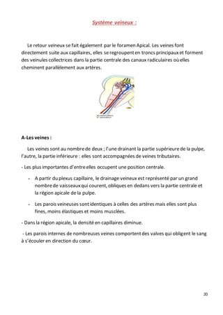 20
Système veineux :
Le retour veineux se fait également par le foramen Apical. Les veines font
directement suite aux capillaires, elles seregroupenten troncs principauxet forment
des veinules collectrices dans la partie centrale des canaux radiculaires où elles
cheminent parallèlement aux artères.
A-Les veines :
Les veines sont au nombrede deux ; l’une drainant la partie supérieurede la pulpe,
l’autre, la partie inférieure : elles sont accompagnées de veines tributaires.
- Les plus importantes d’entreelles occupent une position centrale.
- A partir du plexus capillaire, le drainage veineux est représenté par un grand
nombrede vaisseauxqui courent, obliques en dedans vers la partie centrale et
la région apicale de la pulpe.
- Les parois veineuses sontidentiques à celles des artères mais elles sont plus
fines, moins élastiques et moins musclées.
- Dans la région apicale, la densité en capillaires diminue.
- Les parois internes de nombreuses veines comportentdes valves qui obligent le sang
à s’écouler en direction du cœur.
 