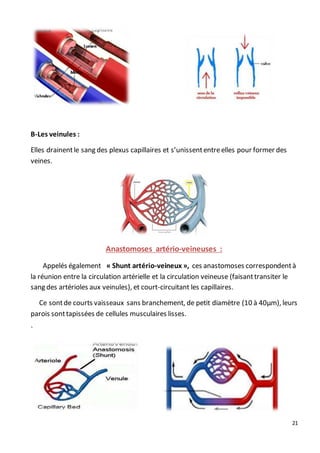21
B-Les veinules :
Elles drainentle sang des plexus capillaires et s’unissententreelles pour former des
veines.
Anastomoses artério-veineuses :
Appelés également « Shunt artério-veineux », ces anastomoses correspondentà
la réunion entre la circulation artérielle et la circulation veineuse (faisanttransiter le
sang des artérioles aux veinules), et court-circuitant les capillaires.
Ce sontde courts vaisseaux sans branchement, de petit diamètre (10 à 40μm), leurs
parois sonttapissées de cellules musculaires lisses.
`
 