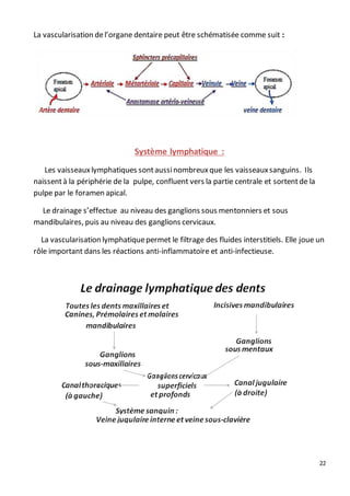 22
La vascularisation del’organe dentaire peut être schématisée comme suit :
Système lymphatique :
Les vaisseauxlymphatiques sontaussinombreuxque les vaisseauxsanguins. Ils
naissentà la périphérie de la pulpe, confluent vers la partie centrale et sortentde la
pulpe par le foramen apical.
Le drainage s’effectue au niveau des ganglions sous mentonniers et sous
mandibulaires, puis au niveau des ganglions cervicaux.
La vascularisation lymphatiquepermet le filtrage des fluides interstitiels. Elle joue un
rôle important dans les réactions anti-inflammatoire et anti-infectieuse.
 