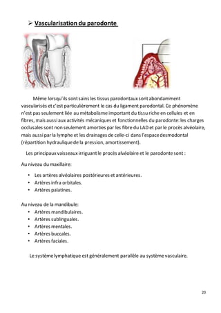 23
 Vascularisation du parodonte
Même lorsqu’ils sontsains les tissus parodontauxsontabondamment
vascularisés etc’est particulièrement le cas du ligament parodontal. Ce phénomène
n’est pas seulement liée au métabolisme important du tissu riche en cellules et en
fibres, mais aussiaux activités mécaniques et fonctionnelles du parodonte: les charges
occlusales sont non seulement amorties par les fibre du LAD et par le procès alvéolaire,
mais aussipar la lymphe et les drainages de celle-ci dans l’espacedesmodontal
(répartition hydrauliquede la pression, amortissement).
Les principauxvaisseauxirriguantle procès alvéolaire et le parodontesont :
Au niveau du maxillaire:
• Les artères alvéolaires postérieures et antérieures.
• Artères infra orbitales.
• Artères palatines.
Au niveau de la mandibule:
• Artères mandibulaires.
• Artères sublinguales.
• Artères mentales.
• Artères buccales.
• Artères faciales.
Le systèmelymphatique est généralement parallèle au systèmevasculaire.
 