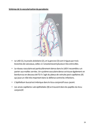 24
Schémas de la vascularisationduparodonte
• Le LAD (1), le procès alvéolaire (2), et la gencive (3) sont irrigues par trois
branches de vaisseaux, celles-ci s’anastomosentplusieurs fois entreelles.
• Le réseau vasculaireest particulièrement dense dans le LAD il ressemblea un
panier aux mailles serrées. Un systèmevasculairedense setrouve également en
bordureou en dessous del’EJ il s’agit du plexus de veinules post-capillaires (A)
qui joue un rôle très important dans la défense contreles infections.
• L’épithélium buccal est imbrique dans le tissu conjonctif sous-jacent.
• Les anses capillaires sub-epitheliales (B) se trouvent dans les papilles du tissu
conjonctif.
 