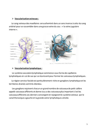 5
 Vascularisationveineuse :
Le sang veineux des maxillaires sera acheminé dans un sens inverse à celui du sang
artériel pour se rassembler dans unegrosseveine du cou : « la veine jugulaire
interne ».
 Vascularisation lymphatique :
Le systèmevasculairelymphatique commence sous formede capillaires
lymphatiques en cul de sac qui seréunissentpour former les vaisseaux lymphatiques.
La région cervico-facialeest particulièrement riche en ganglions lymphatique et les
territoires drainés sonttrès étendus.
Les ganglions reçoivent chacun un grand nombre de vaisseauxde petit calibre
appelé vaisseauxafférents et donne issu a des vaisseauxplus important c’estles
vaisseauxefférents ces derniers convergent et rejoignentle systèmeveineux par le
canal thoracique a gauche et la grandeveine lymphatique a droite.
 
