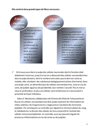 9
Elle contient deux grands types de fibres nerveuses :
 On trouveaussidans la pulpe des cellules neuronales dont la fonction était
totalement inconnue, jusqu'à ce qu’on a découvertdes cellules neuroendocrines
dans la pulpe dentaire, dont le nombrevarie selon que la dent est saineou
malade, elles sécrètent des substances biologiquementactives (hormone). Dans
une pulpe saine, on dénombrepeu de cellules neuroendocrines, mais en cas de
carie, de pulpite aiguë ou de parodontite, leur nombre s'accroît. Plus le mal se
situe en profondeur, et plus ces cellules sontnombreuses et s'accumulent à
proximité du foyer infectieux.
Selon A. Moskovski, collaborateur del'Université d'Etat de Tchouvachieen
Russie, les cellules neuroendocrines dela pulpe reçoivent les informations du
milieu extérieur de l'organismeet y réagissenten sécrétant des hormones
peptides. Par conséquent, ce sontelles qui régulent la microcirculation du sang,
le métabolisme, la division des cellules du tissu conjonctif et l'activité des
cellules immunocompétentes. Ce sontelles aussiqui peuvent réguler les
processus inflammatoires en cas de caries ou de pulpites.
Le réseau nerveux
pulpaire est
constitue
essentiellement de
ces fibres
proviennent du
nerf trijumeau,
dont les corps
cellulaires sont
dans le ganglion
de Gasser
Fibres
nerveuses
sensitives
Sont en quantité moins
importante, sont issues du
système nerveux autonome
originaire du ganglion cervical
supérieur.
le GCS est le seul ganglion
dans le système nerveux
sympathique qui innerve la
tête et le cou. Il est le plus
grand et le plus rostrale
(supérieure) des trois
ganglions cervicaux
Fibres
vasomotrices
sympathiques
 
