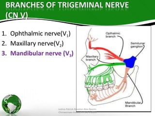 INNERVATION OF FACIAL MUSCLES OF EXPRESSION AND MMASTICATION MADE ...
