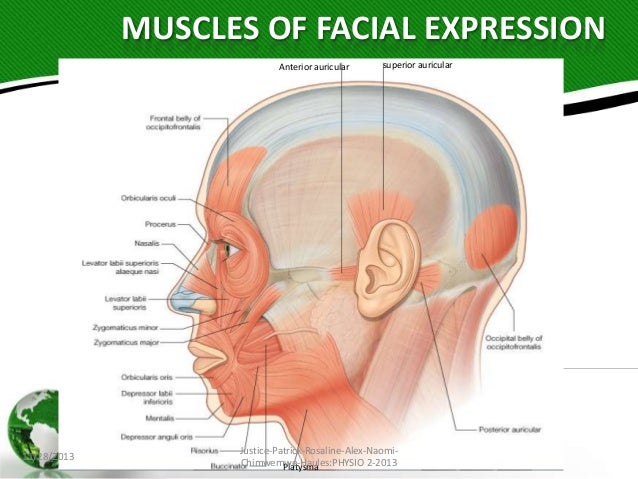 innervation of facial muscles of expression and mmastication made sim muscles of facial expression