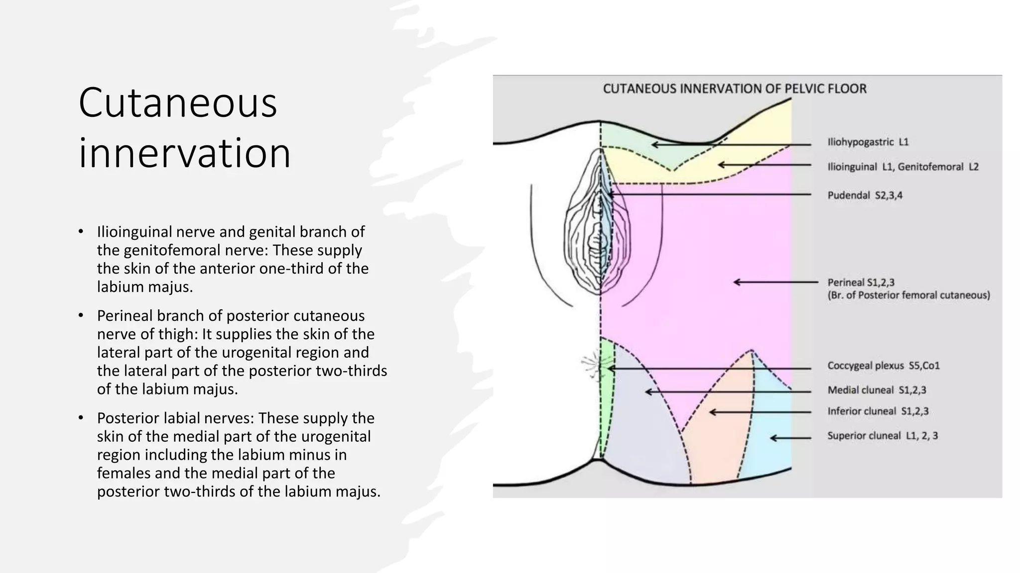 Innervation of female reproductive systm.pptx