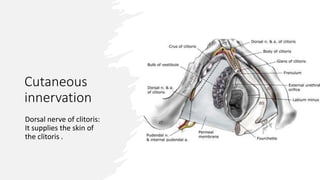 Innervation of female reproductive systm.pptx