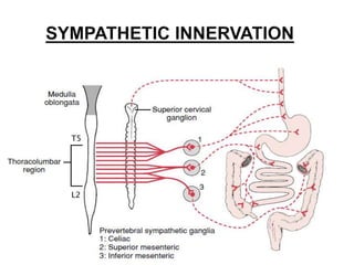 Extrinsic Innervation Parasympathetic Innervation Of Gi Tract