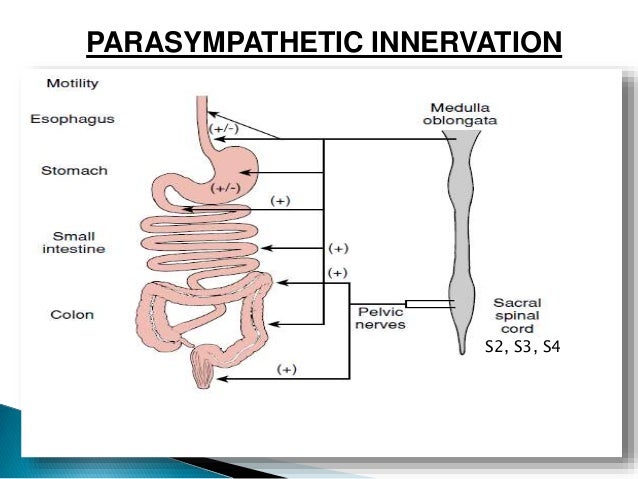 Innervation of gastro intestinal tract
