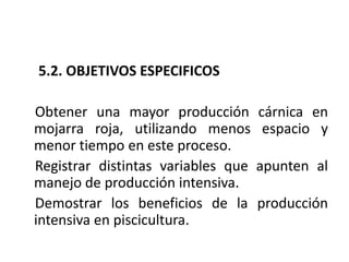 5.2. OBJETIVOS ESPECIFICOS

Obtener una mayor producción        cárnica en
mojarra roja, utilizando menos       espacio y
menor tiempo en este proceso.
Registrar distintas variables que   apunten al
manejo de producción intensiva.
Demostrar los beneficios de la      producción
intensiva en piscicultura.
 