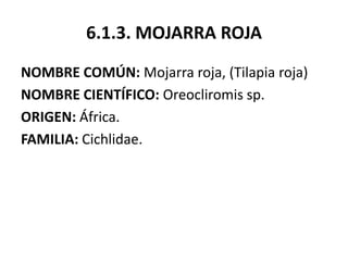 6.1.3. MOJARRA ROJA
NOMBRE COMÚN: Mojarra roja, (Tilapia roja)
NOMBRE CIENTÍFICO: Oreocliromis sp.
ORIGEN: África.
FAMILIA: Cichlidae.
 