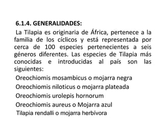 6.1.4. GENERALIDADES:
 La Tilapia es originaria de África, pertenece a la
familia de los cíclicos y está representada por
cerca de 100 especies pertenecientes a seis
géneros diferentes. Las especies de Tilapia más
conocidas e introducidas al país son las
siguientes:
 Oreochiomis mosambicus o mojarra negra
 Oreochiomis niloticus o mojarra plateada
 Oreochiomis urolepis hornorum
 Oreochiomis aureus o Mojarra azul
Tilapia rendalli o mojarra herbívora
 