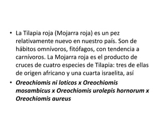 • La Tilapia roja (Mojarra roja) es un pez
  relativamente nuevo en nuestro país. Son de
  hábitos omnívoros, fitófagos, con tendencia a
  carnívoros. La Mojarra roja es el producto de
  cruces de cuatro especies de Tilapia: tres de ellas
  de origen africano y una cuarta israelita, así
• Oreochiomis ni loticos x Oreochiomis
  mosambicus x Oreochiomis urolepis hornorum x
  Oreochiomis aureus
 