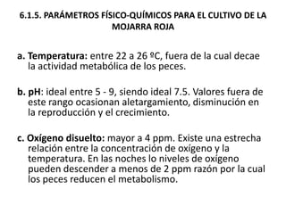 6.1.5. PARÁMETROS FÍSICO-QUÍMICOS PARA EL CULTIVO DE LA
                     MOJARRA ROJA


a. Temperatura: entre 22 a 26 ºC, fuera de la cual decae
   la actividad metabólica de los peces.

b. pH: ideal entre 5 - 9, siendo ideal 7.5. Valores fuera de
   este rango ocasionan aletargamiento, disminución en
   la reproducción y el crecimiento.

c. Oxígeno disuelto: mayor a 4 ppm. Existe una estrecha
   relación entre la concentración de oxígeno y la
   temperatura. En las noches lo niveles de oxígeno
   pueden descender a menos de 2 ppm razón por la cual
   los peces reducen el metabolismo.
 